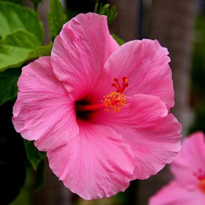 Hibiscus Pink Plant - Jaswand, Gudhal
